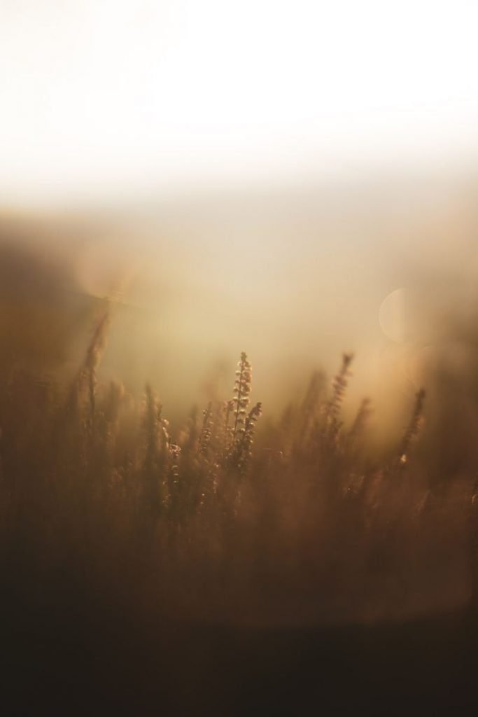 misty brown grasses with blurred out background