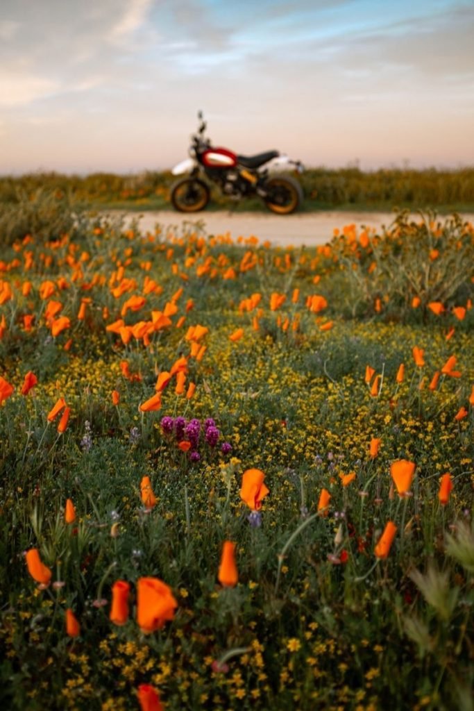 ducati background with tulips in foreground - better smartphone photos